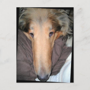 Die Postkarte Collie NOSE