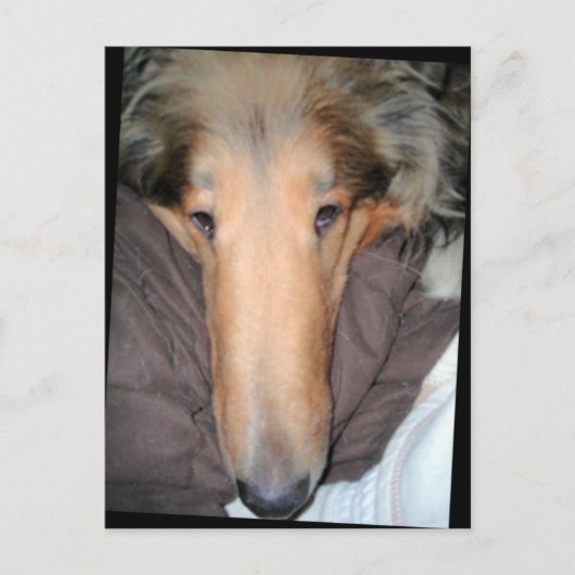 Die Postkarte Collie NOSE (Vorderseite)