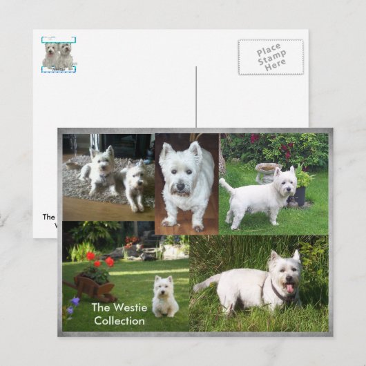 Die Postkarte der Westie Collection (Vorne/Hinten)