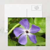 Die Postkarte des größeren Periwinkels (Vorne/Hinten)