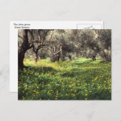 Die Postkarte des Olivenhains (Vorne/Hinten)