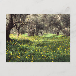 Die Postkarte des Olivenhains