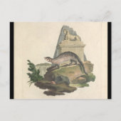 Die Postkarte Mongolen und Ägyptens (Vorderseite)