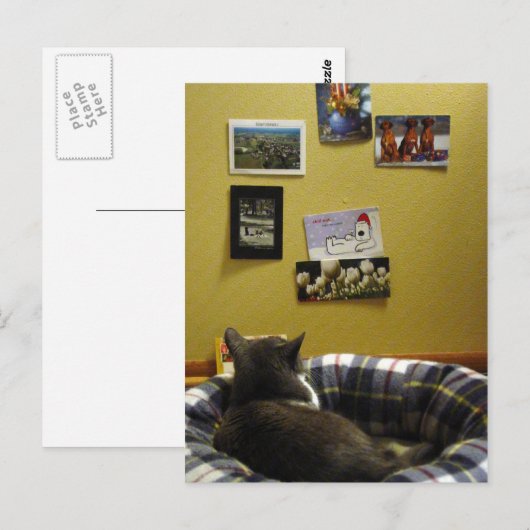 Die Postkartenwand von Kitty Postkarte (Vorne/Hinten)