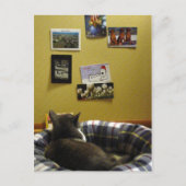 Die Postkartenwand von Kitty Postkarte (Vorderseite)