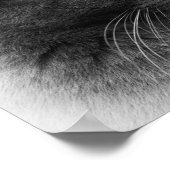 Die prächtige graue kaiserliche Katze finden Poster (Ecke)