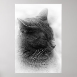 Die prächtige graue kaiserliche Katze finden Poster