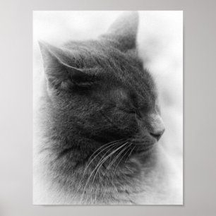 Die prächtige graue kaiserliche Katze finden Poster