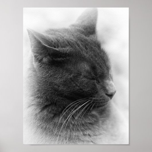 Die prächtige graue kaiserliche Katze finden Poster (Vorne)
