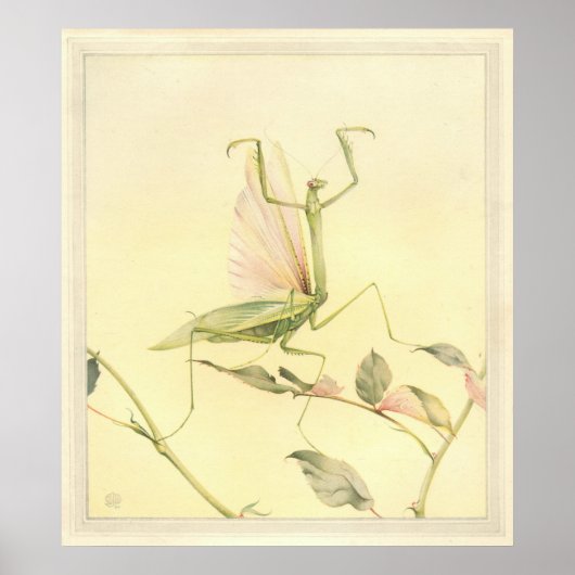 DIE PRAYING MANTIS - Insektenbuch-Illustration Poster (Vorne)