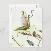 DIE PRAYMANTIS POSTKARTE (Vorne/Hinten)
