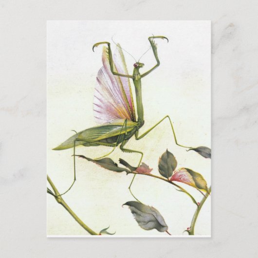 DIE PRAYMANTIS POSTKARTE (Vorderseite)