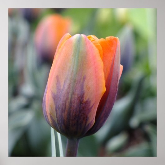 Die Prinzessin Irene Tulip Poster (Vorne)
