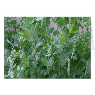 Die Prinzessin und die Erbse