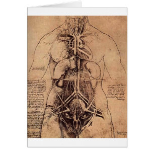 Die Prinzip-Organe und das Gefäß und Urino-Genita