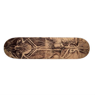 Die Prinzip-Organe und das Gefäß und Urino-Genita Skateboard
