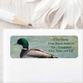 Die Proud-Mallard-Ente als Rücksendeadressen-Aufkl (Insitu)