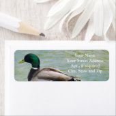 Die Proud-Mallard-Ente als Rücksendeadressen-Aufkl (Insitu)