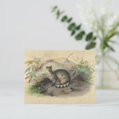 Die Rasse von Joseph Wolf Postkarte (Stehend Vorderseite)