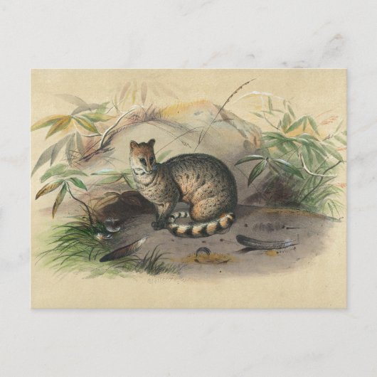 Die Rasse von Joseph Wolf Postkarte (Vorderseite)