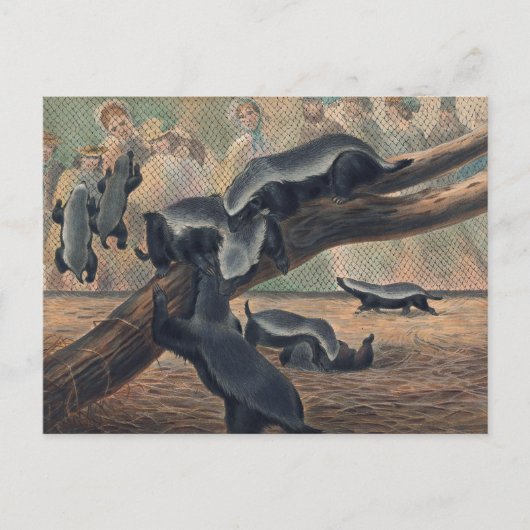 Die Ratels von Joseph Wolf Postkarte (Vorderseite)