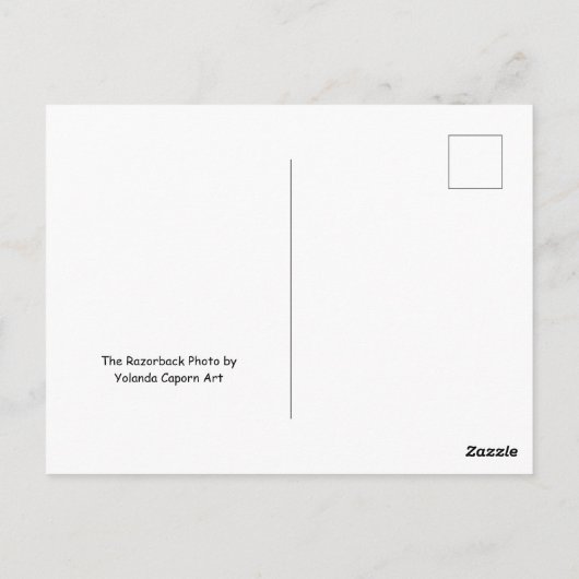 Die Razorback Victoria Postkarte (Rückseite)