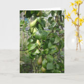 Die reifenden Birnen Karte (Gelbe Blume)