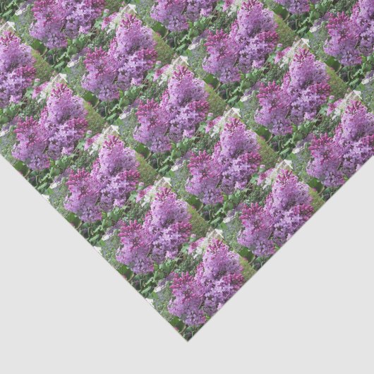 Die reizenden Fliedern Seidenpapier (Ausschnitt)