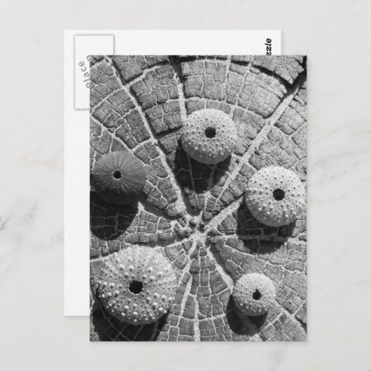 die Ringe Postkarte (Vorne/Hinten)