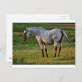 Die Roan Mare Postkarte (Vorne/Hinten)