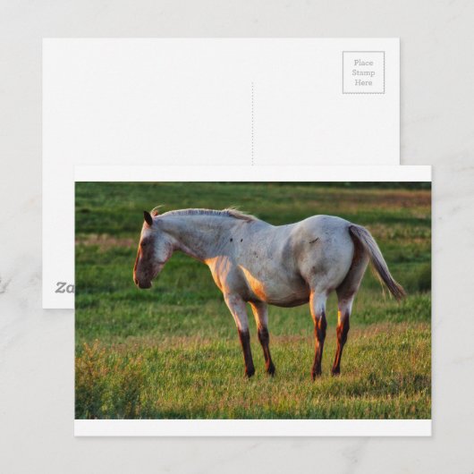 Die Roan Mare Postkarte (Vorne/Hinten)