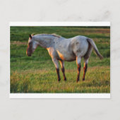 Die Roan Mare Postkarte (Vorderseite)