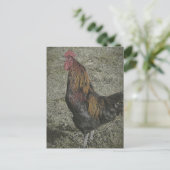 Die Rooster Crows Postkarte (Stehend Vorderseite)