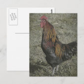 Die Rooster Crows Postkarte (Vorne/Hinten)