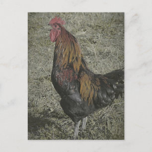 Die Rooster Crows Postkarte