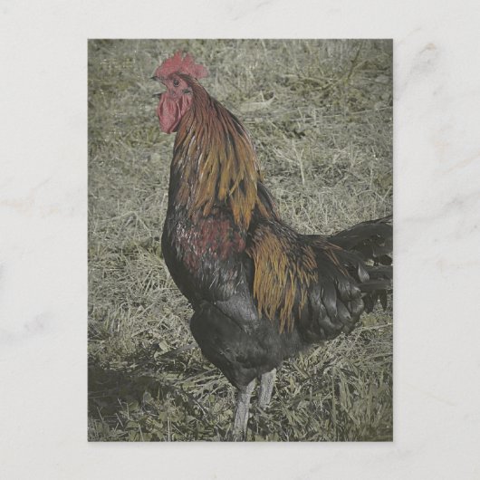 Die Rooster Crows Postkarte (Vorderseite)