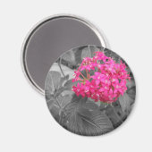 Die rosa Blume Magnet (Vorderseite/Rückseite)
