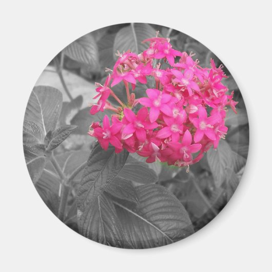 Die rosa Blume Magnet (Vorne)