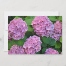 Die rosa Hortensia hydrangea-Buschkarte