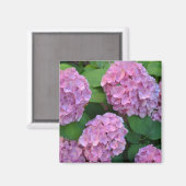 Die rosa Hortensia-Hydrangea Magnet (Vorderseite/Rückseite)