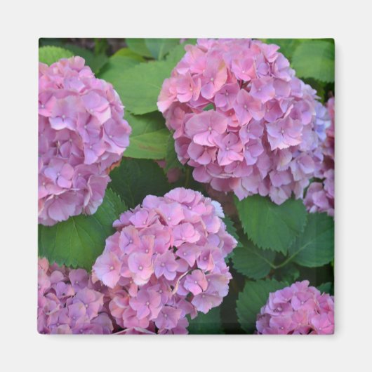 Die rosa Hortensia-Hydrangea Magnet (Vorne)