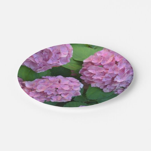 Die rosa Hortensia-Hydrangea Pappteller (Schrägansicht)