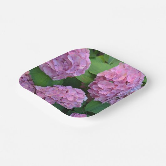 Die rosa Hortensia-Hydrangea Pappteller (Gewinkelt)