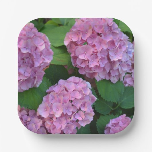 Die rosa Hortensia-Hydrangea Pappteller (Vorderseite)