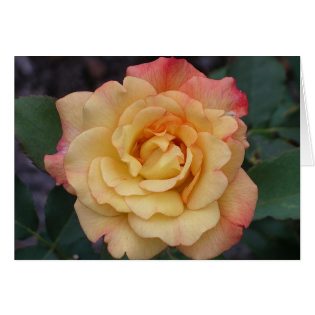 Die Rose ist schön rosa und gelb (Vorderseite (Horizontal))