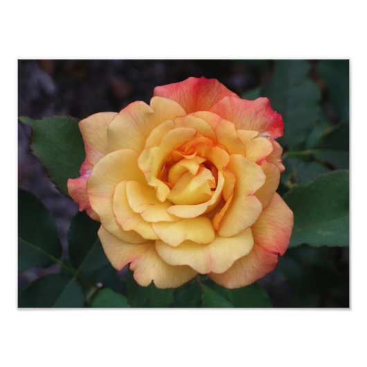 Die Rose ist schön rosa und gelb Fotodruck (Vorne)