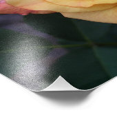 Die Rose ist schön rosa und gelb Fotodruck (Ecke)