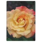Die Rose ist schön rosa und gelb Klemmbrett (Rückseite)