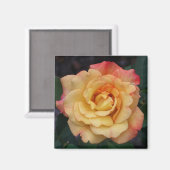Die Rose ist schön rosa und gelb Magnet (Vorderseite/Rückseite)