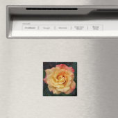 Die Rose ist schön rosa und gelb Magnet (In Situ (Geschirrspüler))